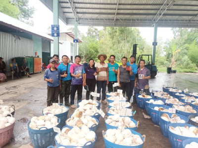 สำนักงานสหกรณ์จังหวัดยโสธร ลงพื้นที่ แนะนำ ส่งเสริม ... Image 1